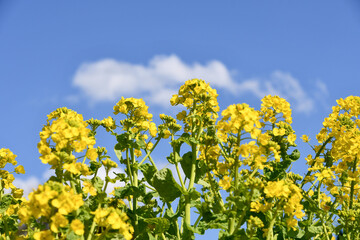 Obraz premium 菜の花