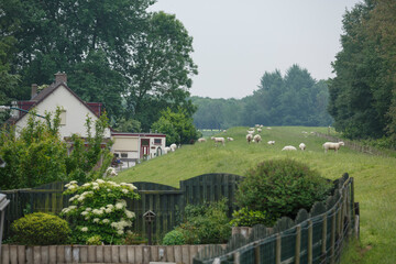 Peaceful rural landscape with sheep grazing near a quaint farmhouse and well-kept garden in the countryside