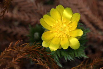 福寿草　福を招く　晩冬　（高知県　大豊町南大王）