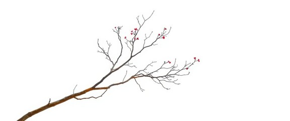 Single deciduous tree, stark branches against pure white, element, silhouette