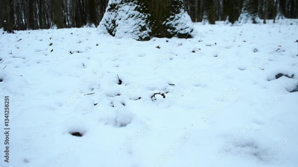 Poster snowy forest with a tree in the middle. the snow is deep and the ground is covered in it