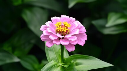 Obraz premium Closeup of vibrant pink flower with striking yellow center in full bloom vivid