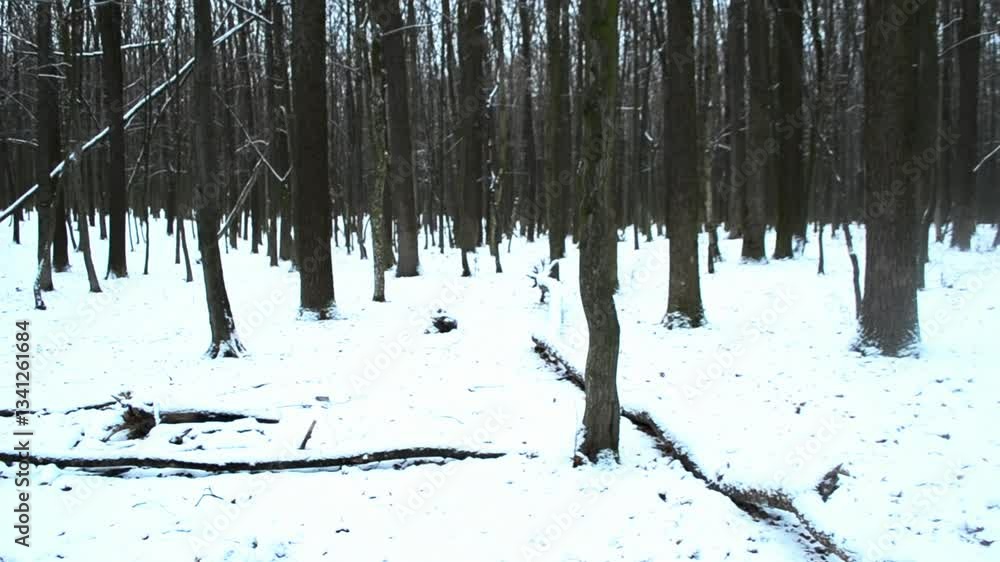 Poster snowy forest with trees and a log. the snow is deep and the trees are bare