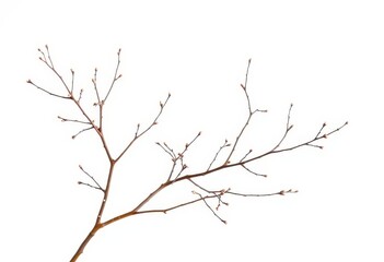Delicate, bare branches isolated against a pure white backdrop, texture, silhouette