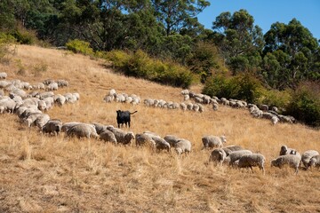 Merino sheep, grazing and eating grass in New zealand and Australia