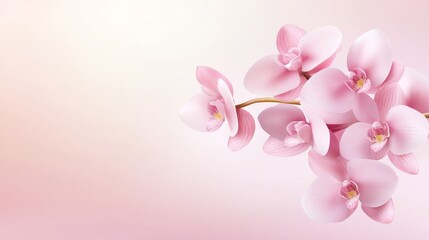 Naklejka premium Exquisite pink orchid flowers gracefully arranged on soft pink background elegant