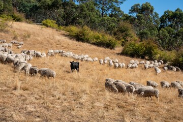 Merino sheep, grazing and eating grass in New zealand and Australia
