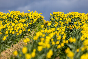 Fototapeta premium A field of pretty daffodils blooming in the Pembrokeshire countryside, on a sunny early spring day