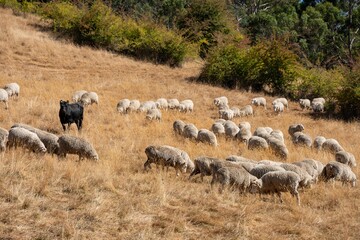 Merino sheep, grazing and eating grass in New zealand and Australia