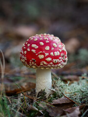 Red Mushroom in Autumn Forest