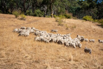 Merino sheep, grazing and eating grass in New zealand and Australia