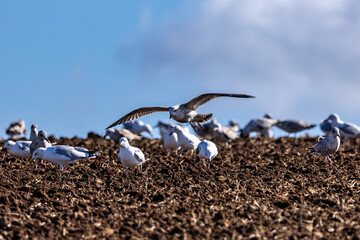 Seagulls flocking on freshly ploughed farmland, on a sunny spring day