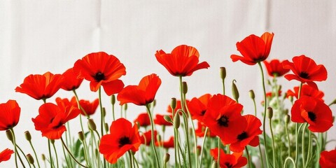 Vibrant red poppies in full bloom on a canvas texture, macro, wildflower