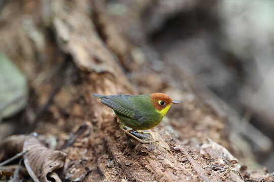 Common name: Chestnut-headed Tesia,
Science Name: Cettia castaneocoronata