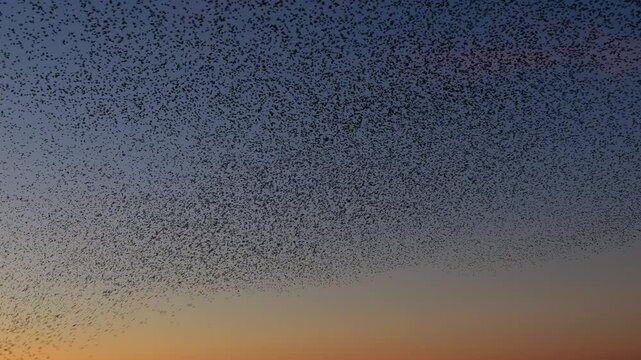 Starling birds murmuration in the sky during sunset. Huge groups of starlings (Sturnidae) in the sky moving in shape-shifting clouds before the night. Sparrow hawks birds of prey hunt for starlings.