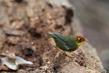 Common name: Chestnut-headed Tesia,
Science Name: Cettia castaneocoronata