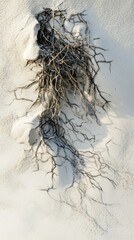 Fototapeta premium Dried desert shrub struggling against the arid landscape's relentless sand