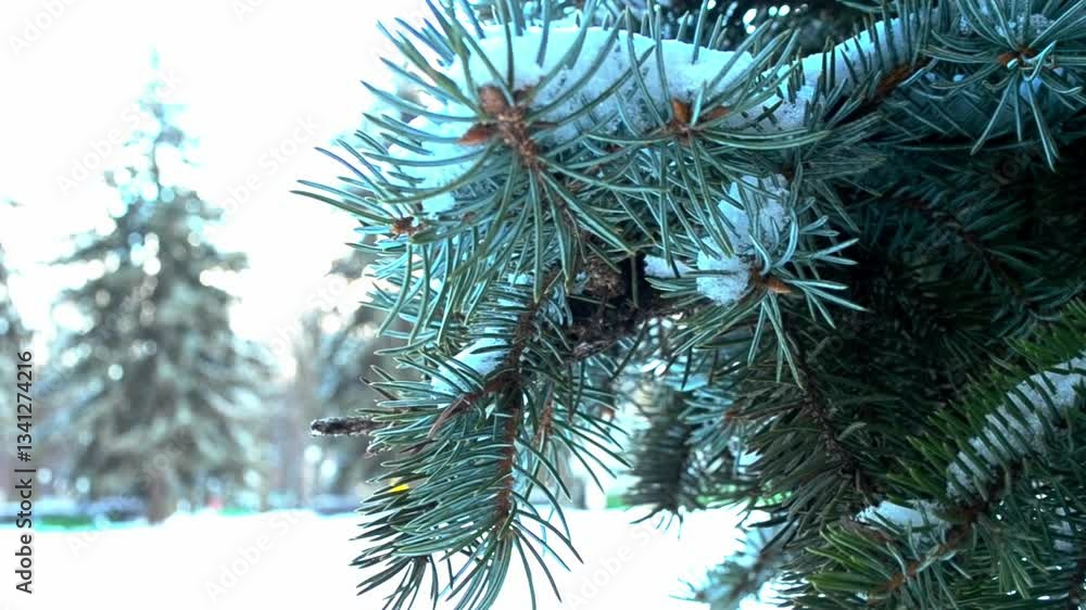 Poster tree branch covered in snow. the snow is white and the branch is green. the branch is bare and has n