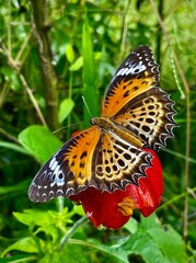 a vibrant, yellow white, black and orange monarch butterfly on a flower