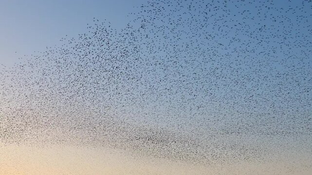 Starling birds murmuration in the sky during sunset. Huge groups of starlings (Sturnidae) in the sky moving in shape-shifting clouds before the night. Sparrow hawks birds of prey hunt for starlings.