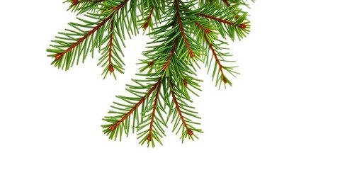 Obraz premium A lush fir tree branch, needles vibrant green, isolated on pure white background, new year, fir tree branch