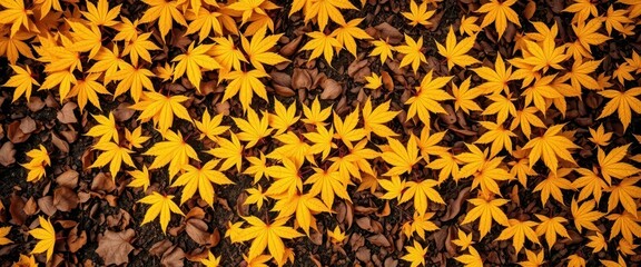 Golden maple leaves scattered on rich brown wood, autumnal warmth, harvest, leaves
