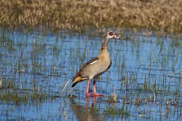 Nilgans auf Eis