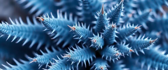 Intricate blue spiky plant leaves, close-up detail, pattern, unusual