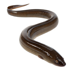 Eel AI Generated Image