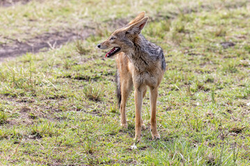 Black-backed jackal, canis mesomelas, standing in the grasslands of the Masai Mara, Kenya. Also known as the silver-backed jackal and endemic to eastern and southern Africa.