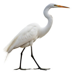 Egret AI Generated Image