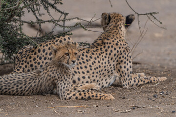 A Cheetah cub lying next to its mother under a bush, Mashatu Game Reserve. 