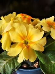 Big yellow flower in flowerpot close up