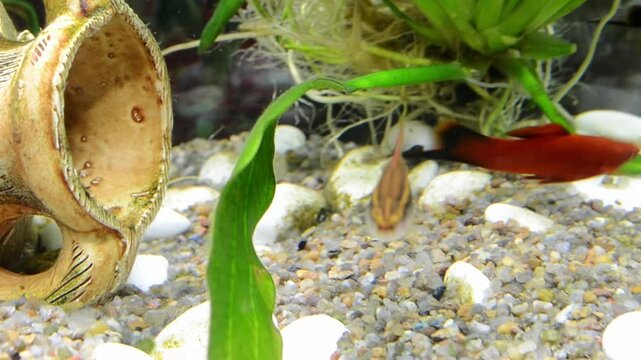 Fish tank with a small shell and a plant. The tank is full of rocks and plants