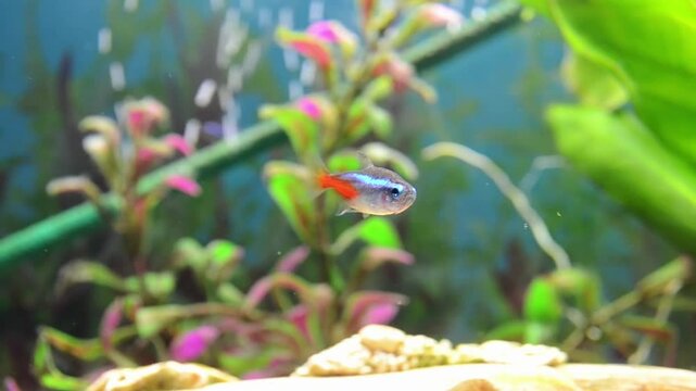Small fish is swimming in a tank with plants and rocks. The fish is blue and red