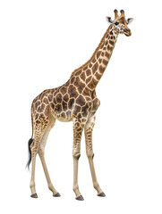 Naklejka premium Giraffe Standing Tall Wildlife Animal with Unique Brown Patches on White Background Majestic and Elegant African Creature Natural Beauty Stock PNG Isolated Transparent White Background Stock Object