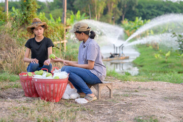 Two female farmers sorting fresh guavas in an organic orchard, ensuring high-quality produce. The...