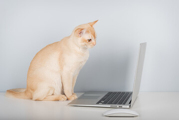 Burmese cat sitting at laptop indoors.