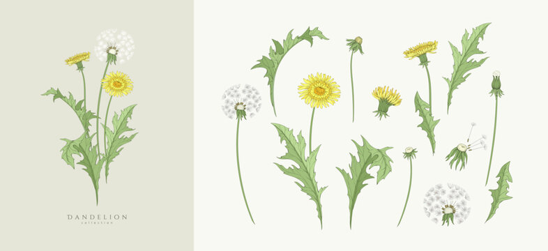 Set of dandelion flowers and trendy botanical elements. Hand drawn branches of medical herbs and elegant wildflowers. Botanical rustic trendy greenery vector illustration