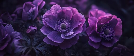 Fototapeta premium Vibrant purple flowers in a dark, captivating garden setting.