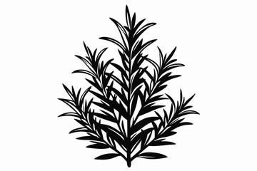rosemary line art silhouette vector illustration