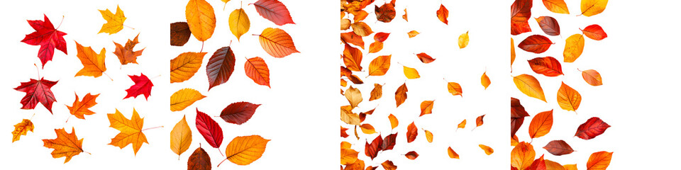 Obraz premium An array of beautifully colored autumn leaves in warm tones of red orange and brown creating a natural and seasonal display