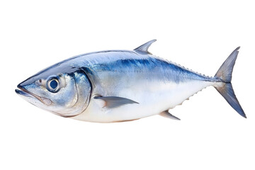 Fototapeta premium A shiny fish with a streamlined body and blue back, known for its speed and agility in the water.