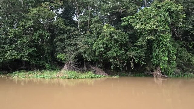 Congo Basin rainforest in the democratic republic of Congo.