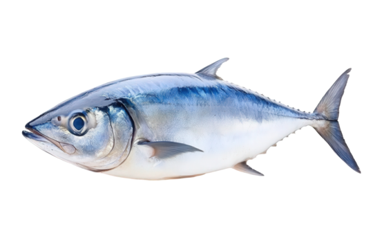 A shiny fish with a streamlined body and blue back, known for its speed and agility in the water.