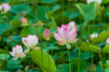 淡いピンクの蓮の花