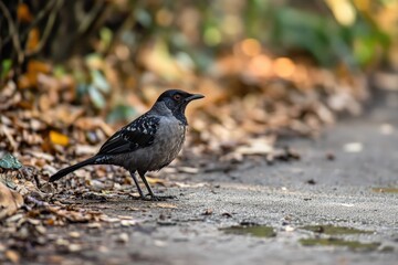 Regent bowerbird standing on the ground in lamington national park