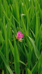 Lush green grass with seamless texture forms a picturesque summer backdrop