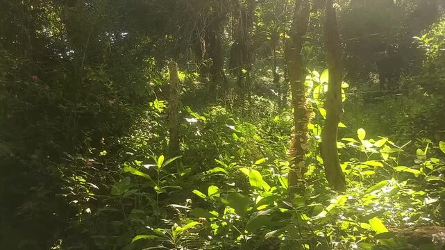 Selva tropical iluminada por el sol: Naturaleza vibrante y verde. La luz del sol atraviesa el follaje denso de una selva, resaltando los tonos verdes de las hojas y creando una atomsfera magica