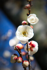 3月のふわっとした可愛い白い梅の花